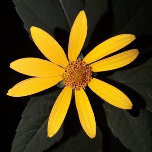 Meet your Posher, Tj